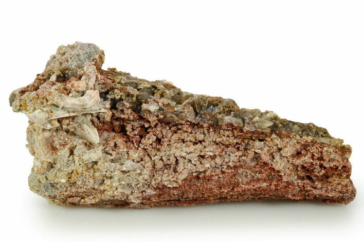 Devonian Petrified Wood (Callixylon) Section - Oldest True Wood #363354